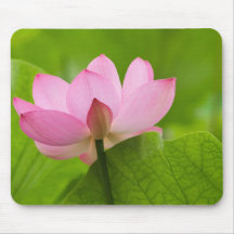 Franklin NC, Perry's Water Garden, Lotus Mousepads