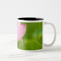 Franklin NC, Perry's Water Garden, Lotus Coffee Mugs