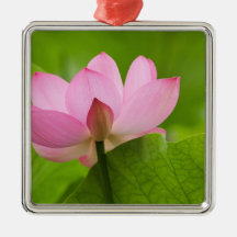 Franklin NC, Perry's Water Garden, Lotus Christmas Tree Ornaments