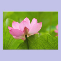 Franklin NC, Perry's Water Garden, Lotus photography