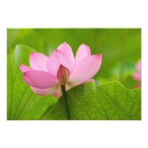 Franklin NC, Perry's Water Garden, Lotus Photo