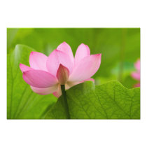 Franklin NC, Perry's Water Garden, Lotus