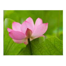 Franklin NC, Perry's Water Garden, Lotus Postcards