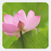 Franklin NC, Perry's Water Garden, Lotus Square Stickers