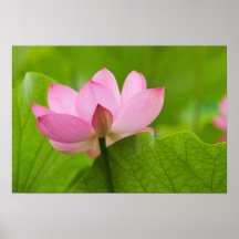 Franklin OR, jardin de l'eau de Perry, Lotus Posters