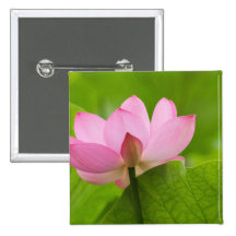 Franklin OR, jardin de l'eau de Perry, Lotus Badge Avec Épingle