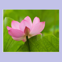 Franklin OR, jardin de l'eau de Perry, Lotus cartes postales