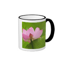 Franklin OR, jardin de l'eau de Perry, Lotus Mug