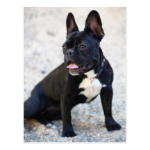 Französisch Bulldog Postkarte