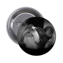 Französische Bulldogge Anstecknadelbuttons