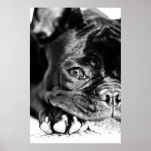 Französische Bulldogge Posterdruck