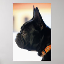 Französische Bulldogge Posters