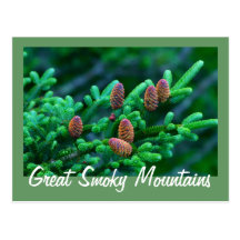 Fraser Fir Postcard