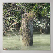 Fraser River (Framed) Posters