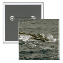 Fraser's dolphin button
