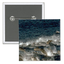 Fraser's dolphin button