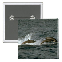 Fraser's dolphin button