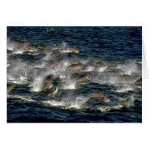 Fraser's dolphin greeting card