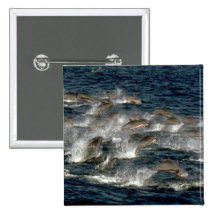 Fraser's dolphin pin