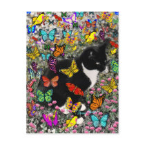 Freckles in Butterflies - Tuxedo Kitty Post Cards