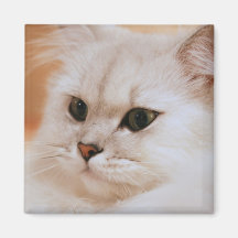 Freddie ~ Chinchilla Persians Magnets