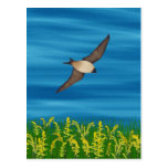 FREE BIRD POST CARD