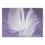 Free Falling feather on purple background Greeting Cards