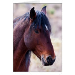 Free Spirit Cards