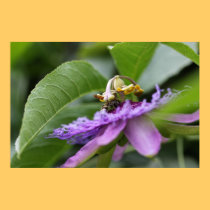 Frelon sur l'affiche de nature de fleur de passion affiches