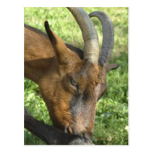 French alpine goat postcard