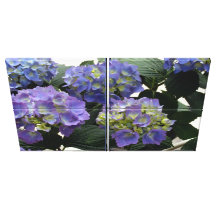 French Baby Blue Hydrangeas Stretched Canvas Prints