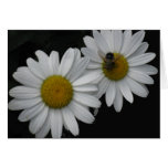 French Birthday Card, Daisies and Bee