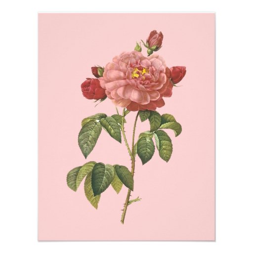 French Botanical Beauty *Vintage Flowers* Personalized Announcement