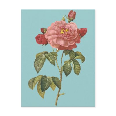 French Botanical Beauty *Vintage Flowers* Postcards by ArtisticFootprints