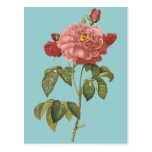 French Botanical Beauty *Vintage Flowers* Postcards