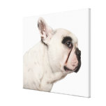 French Bulldog (4 years old) close-up Stretched Canvas Prints