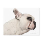 French Bulldog (4 years old) close-up Post Card