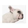 French Bulldog (4 years old) close-up Post Card