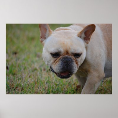 French Bulldog Canvas Print by mogulpainting
