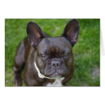 French Bulldog Cards