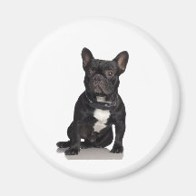 French Bulldog Fridge Magnet
