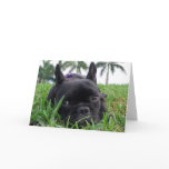 French Bulldog in the grass Card
