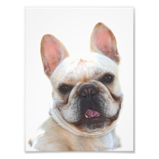 French bulldog photo