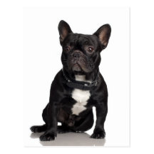 French Bulldog Post Card