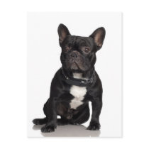 French Bulldog Post Card