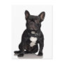 French Bulldog Post Card