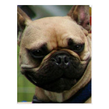 French Bulldog postcard