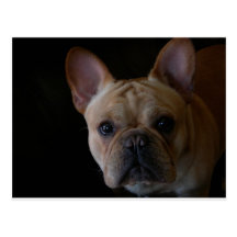 French Bulldog Postcards