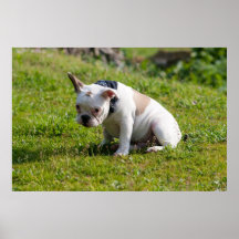 French Bulldog Print