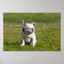 French Bulldog Print